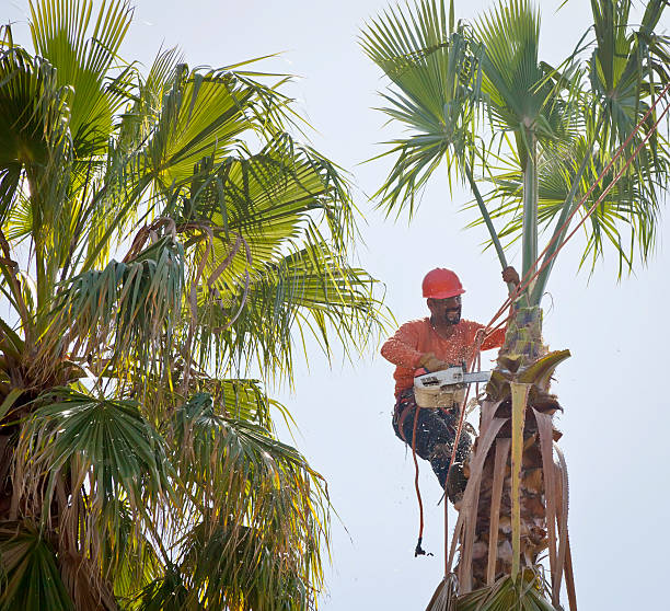 Best Tree Removal Near Me  in Erlanger, KY